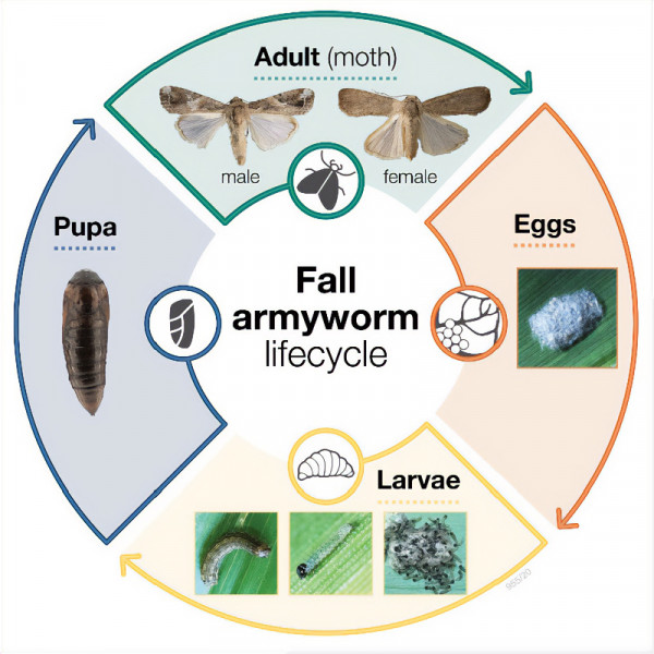 Fall armyworm lifecycle - view the identification sheet here.