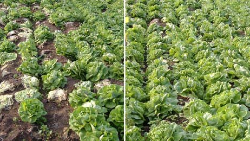 2024 07 18 Lettuce drop caused by Sclerotinia sclerotiorum as influenced by compost amendment