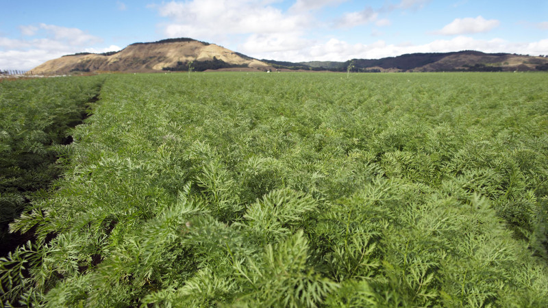 Carrot field