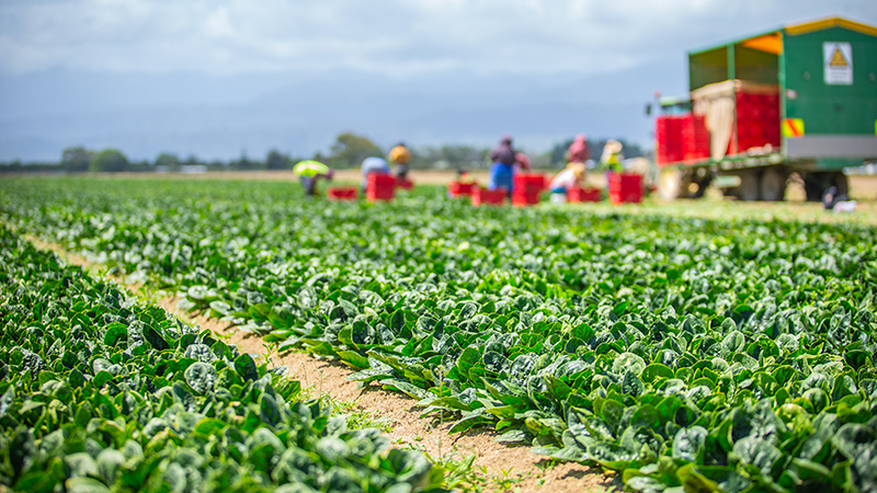 veges in levin