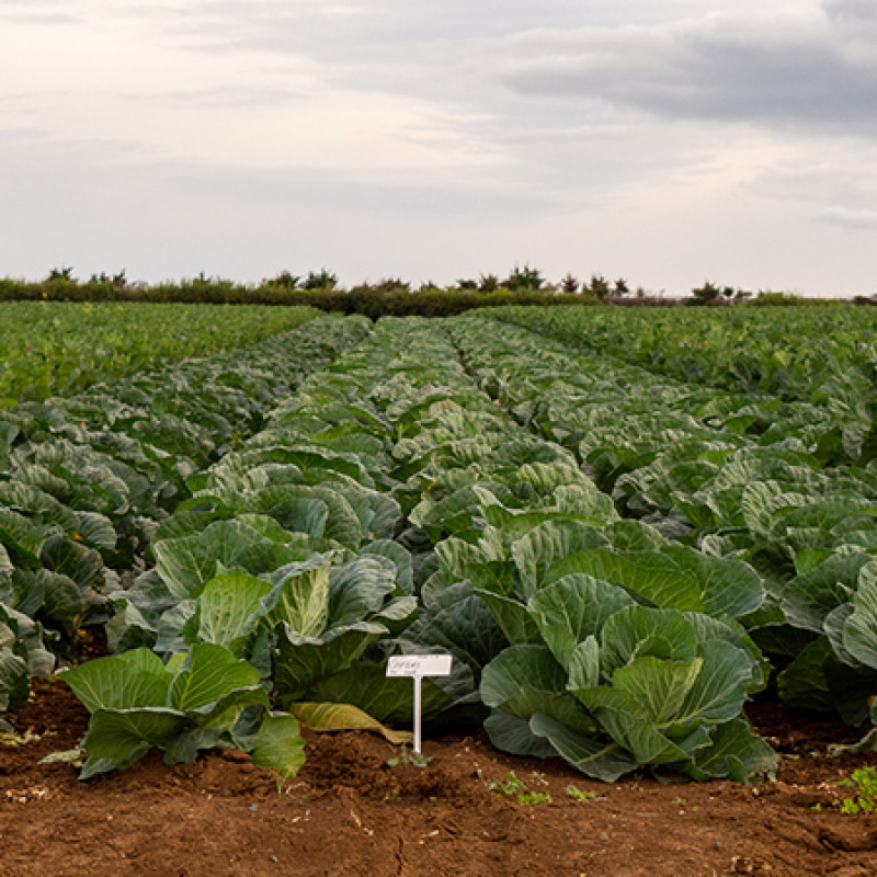 Cabbages planted in Pukekohe