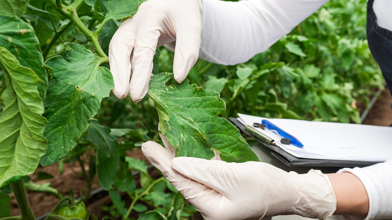 Pest disease and weed monitoring