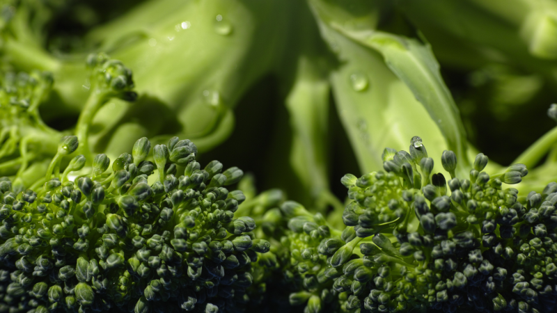 Broccoli 2