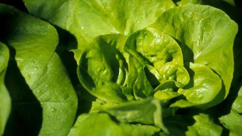 Lettuce 2