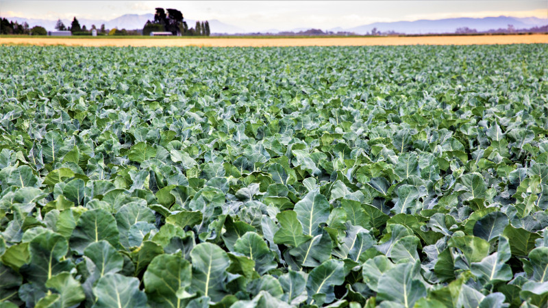 Outdoor crops 2