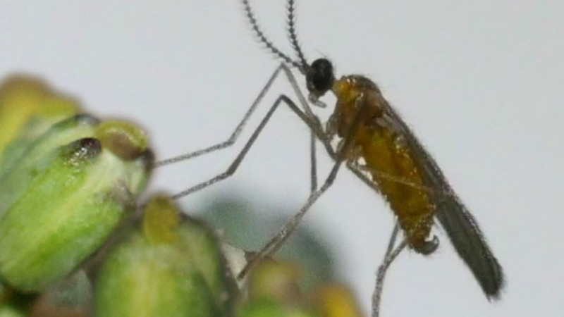 Adult male swede midge on canola flowers c Canola Council Canada