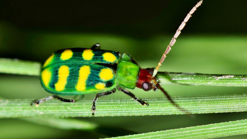 Banded Cucumber Beetle Diabrotica balteata LeConte Stock photo 1