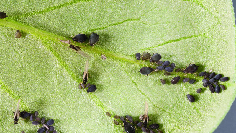 Black Bean Aphid on potato plant leaf Potatoes NZ