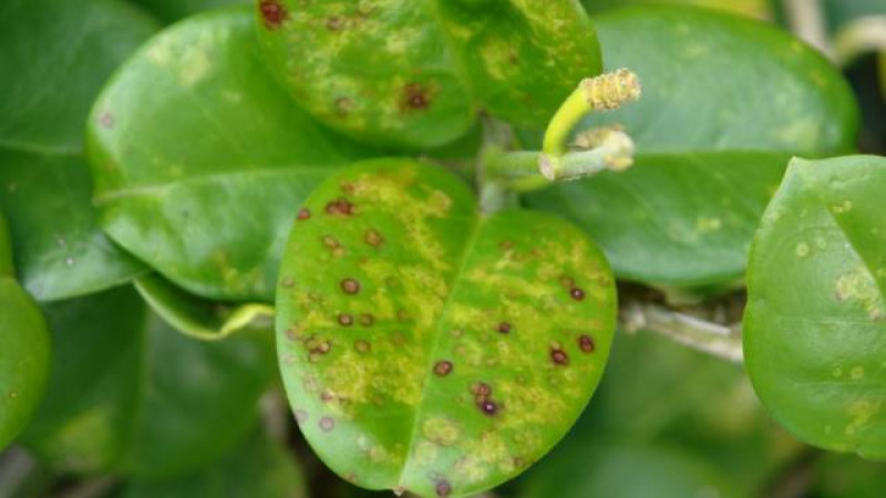 Capsicum Chlorosis Virus CaCV Hawaii Edu