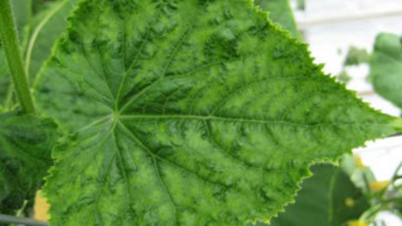 Cucumber Green Mottle Mosaic Virus CGMMV Alberta University CA
