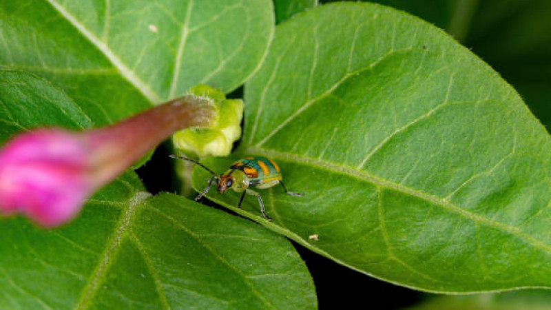 Cucurbit Beetle Diabrotica speciossa Stock photo 1