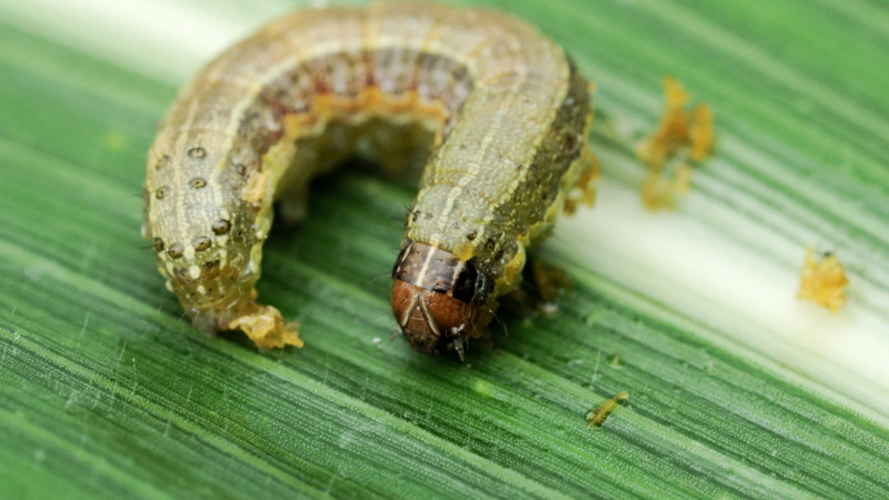 Fall Army Worm Spodoptera frugiperda Stock Photo