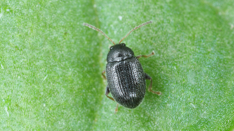 Potato flea beetle epitrix spp Stock photo 1