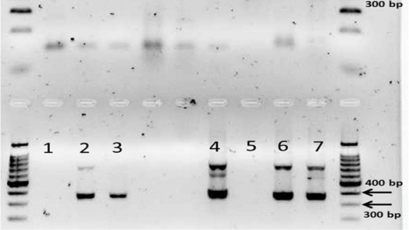 RT CTR for simultaneous detection of pepper chat fruit viroid c Springer