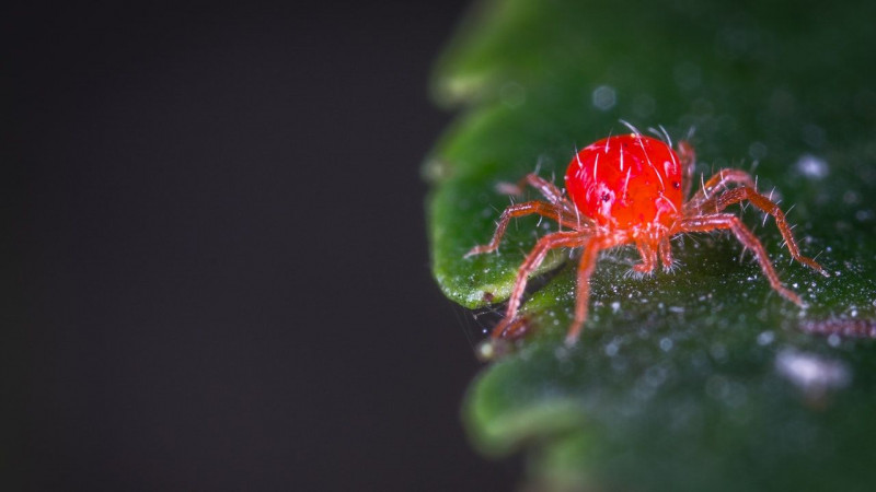 Red Spider Mite Tetranychus evansi Stock photo 2