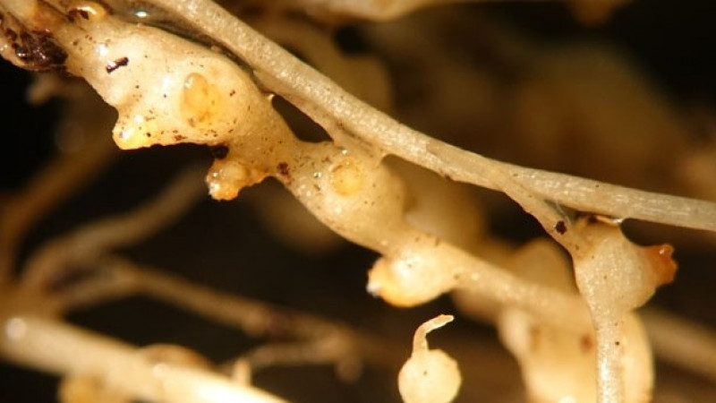 Root Knot nematode Stock photo 1