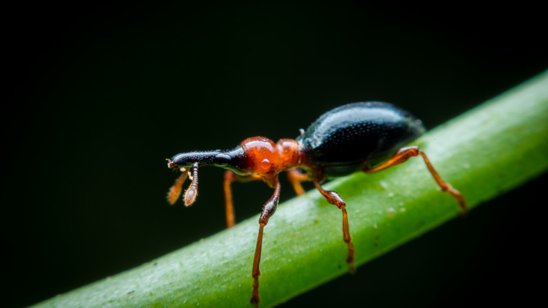 Sweet Potato Weevil Cylas formicarius Stock photo 1