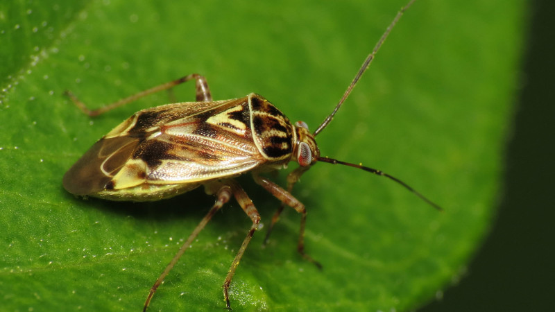 Tarnished Plant Bug Lygus lineloaris c Katja Schulz