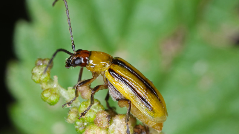 Western Corn Rootworm Diabrotica virgifera subsp.virgifera Stock photo 1